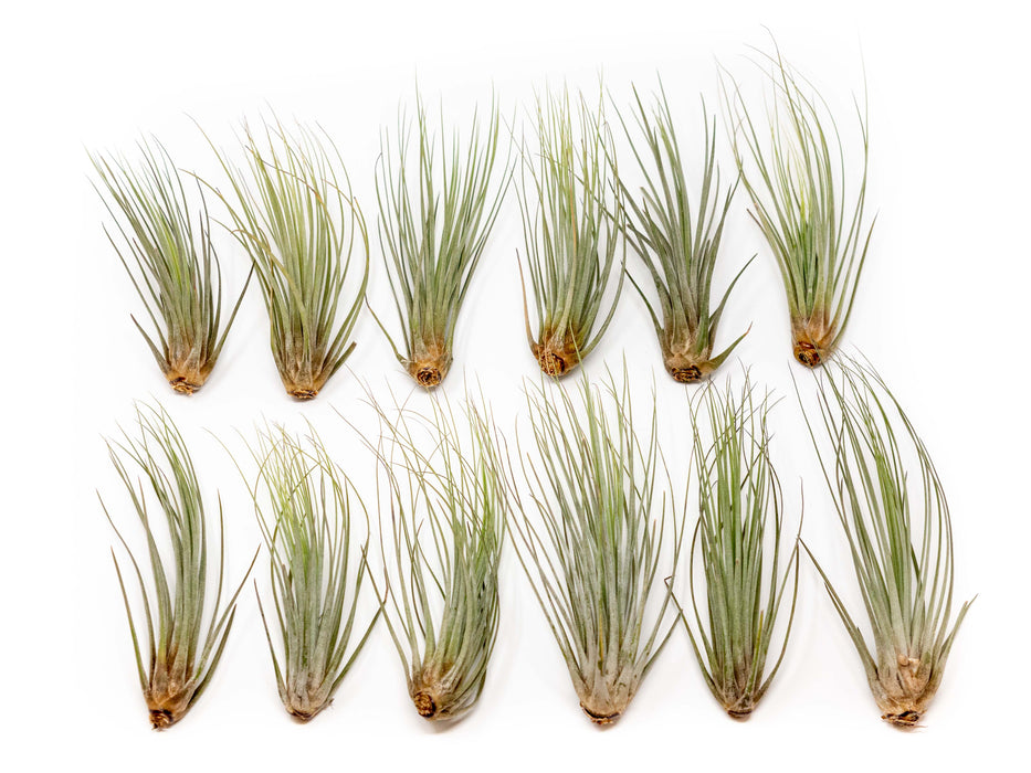 Tillandsia Juncea Air Plants