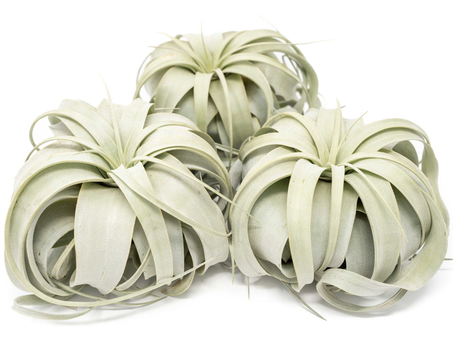 Large Tillandsia Xerographica / 6-8 Inches Wide