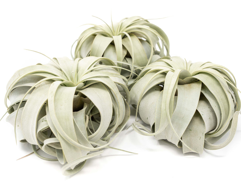 Large Tillandsia Xerographica / 6-8 Inches Wide