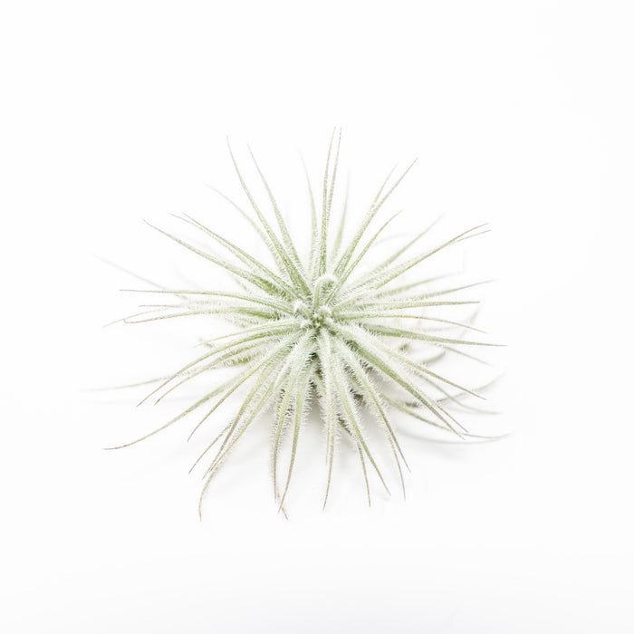 3 Tillandsia Tectorum Ecuador Air Plants for $12