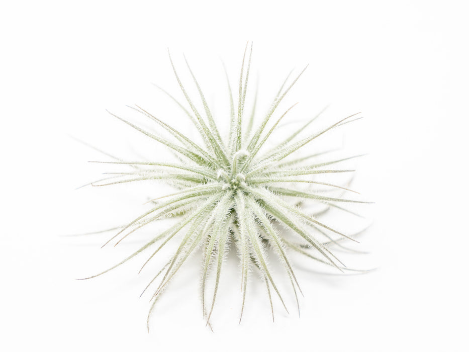 3 Tillandsia Tectorum Ecuador Air Plants for $12