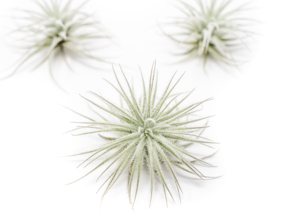 3 Tillandsia Tectorum Ecuador Air Plants for $12