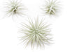 3 Tillandsia Tectorum Ecuador Air Plants for $12