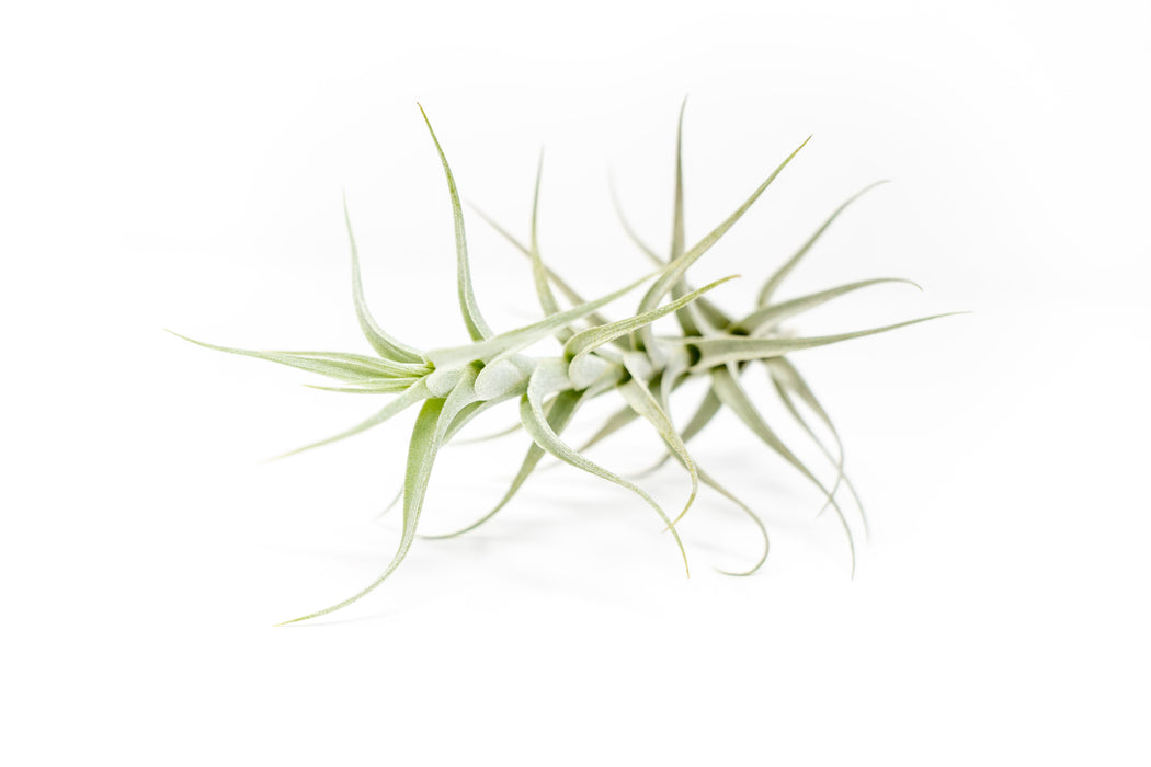 Tillandsia Albida 'Minor' Air Plants