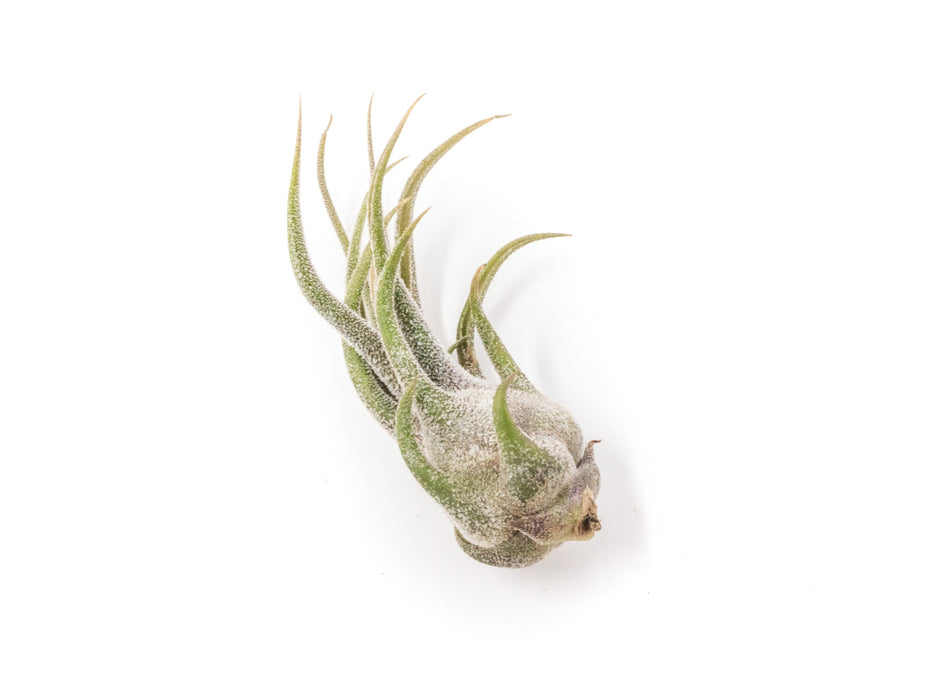 Tillandsia Pruinosa Air Plants