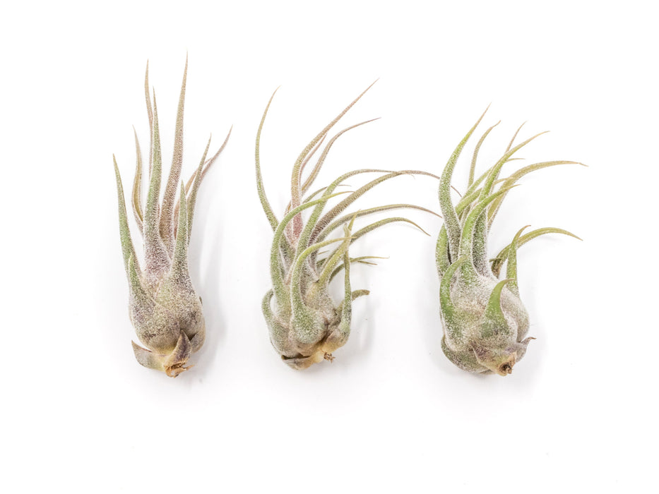 Tillandsia Pruinosa Air Plants