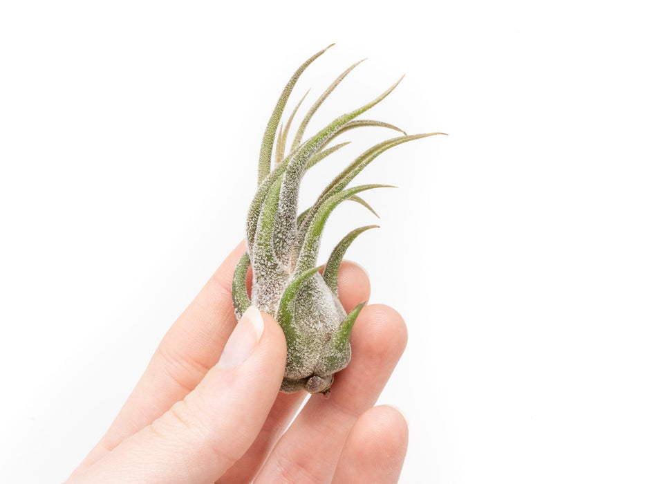 Tillandsia Pruinosa Air Plants