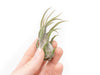 Tillandsia Pruinosa Air Plants