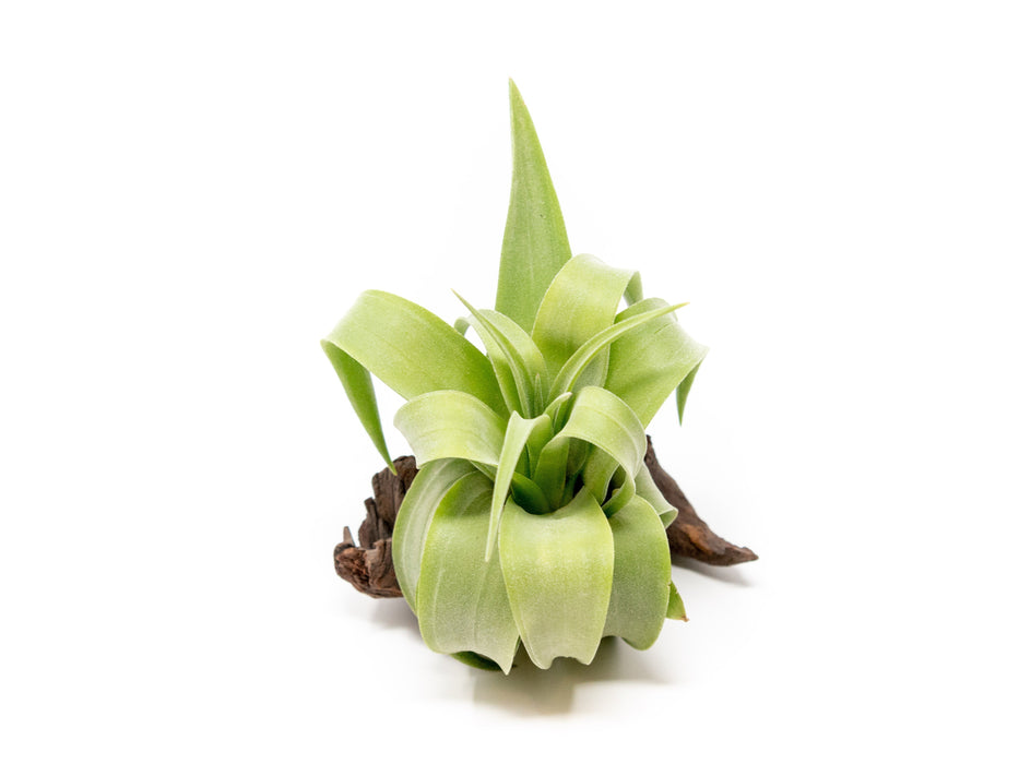 SALE - Tillandsia Streptophylla Air Plants - Set of 3 or 6 - 30% Off