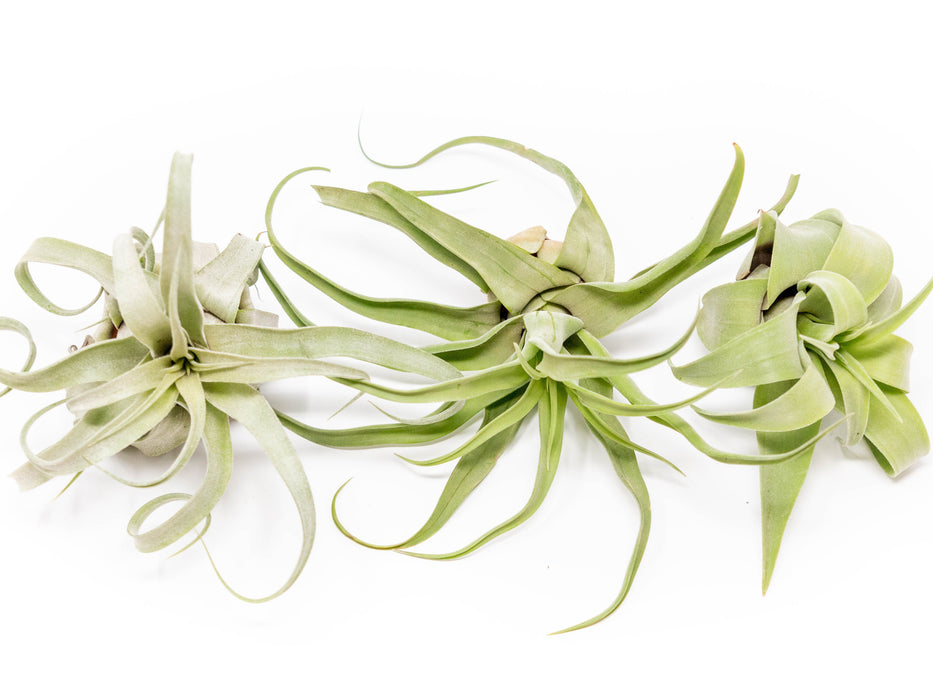 SALE - Tillandsia Streptophylla Air Plants - Set of 3 or 6 - 30% Off