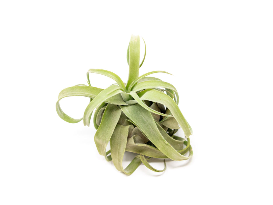 SALE - Tillandsia Streptophylla Air Plants - Set of 3 or 6 - 30% Off