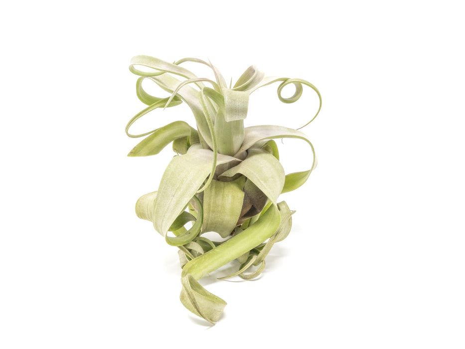 SALE - Tillandsia Streptophylla Air Plants - Set of 3 or 6 - 30% Off