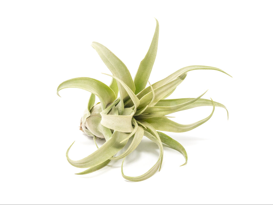 SALE - Tillandsia Streptophylla Air Plants - Set of 3 or 6 - 30% Off