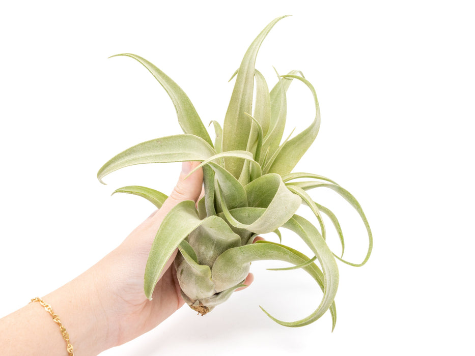 SALE - Tillandsia Streptophylla Air Plants - Set of 3 or 6 - 30% Off