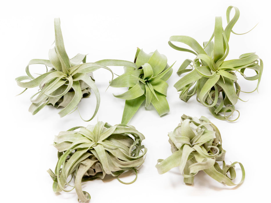 SALE - Tillandsia Streptophylla Air Plants - Set of 3 or 6 - 30% Off