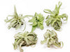 SALE - Tillandsia Streptophylla Air Plants - Set of 3 or 6 - 30% Off