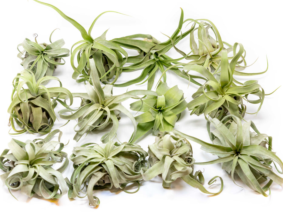 SALE - Tillandsia Streptophylla Air Plants - Set of 3 or 6 - 30% Off
