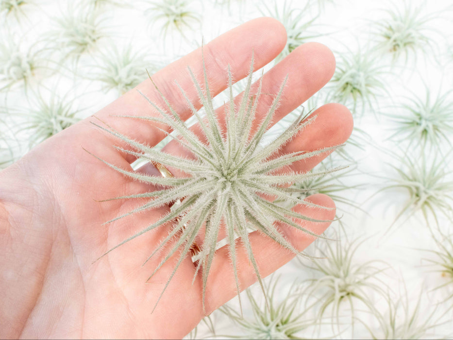 3 Tillandsia Tectorum Ecuador Air Plants for $12