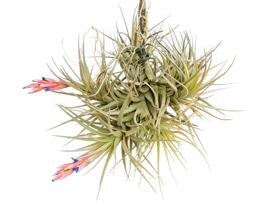 Tillandsia Tenuifolia Air Plant Clumps