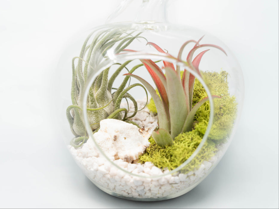 Apple Terrarium with Pebble Kit and Tillandsia Air Plants