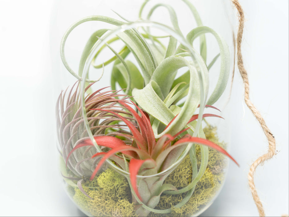 Capsule Terrarium with Moss and Tillandsia Air Plants