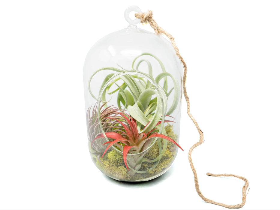 Capsule Terrarium with Moss and Tillandsia Air Plants