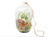 Capsule Terrarium with Moss and Tillandsia Air Plants