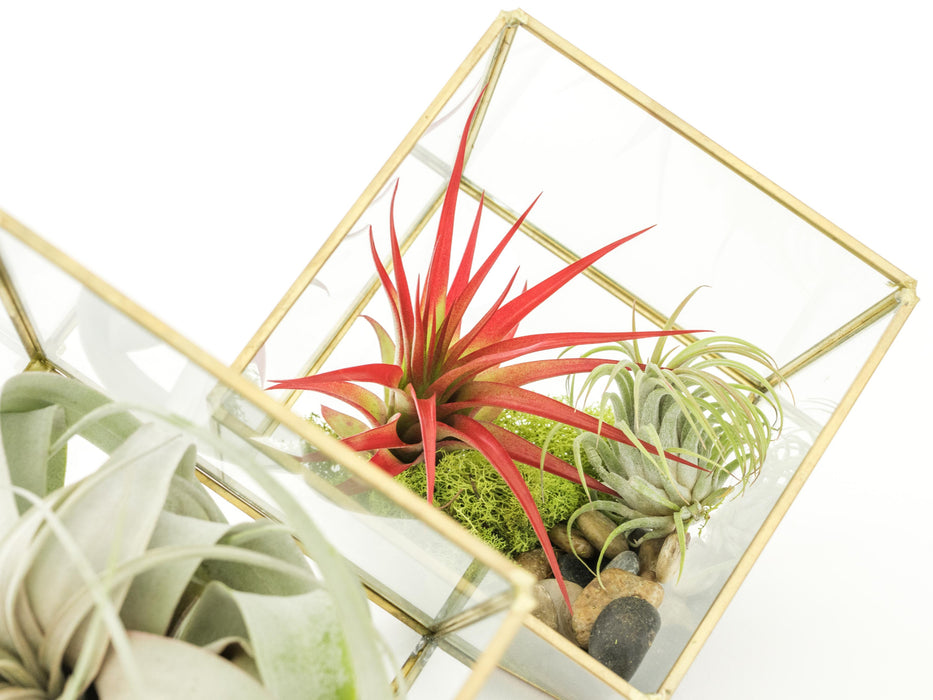 Heptahedron Geometric Glass Terrariums - Set of 2 - with Tillandsia Red Abdita, Ionantha and Small Xerographica