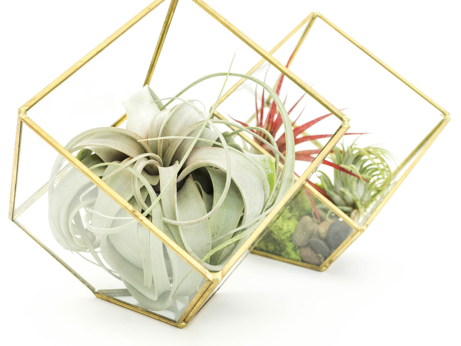 Heptahedron Geometric Glass Terrariums - Set of 2 - with Tillandsia Red Abdita, Ionantha and Small Xerographica