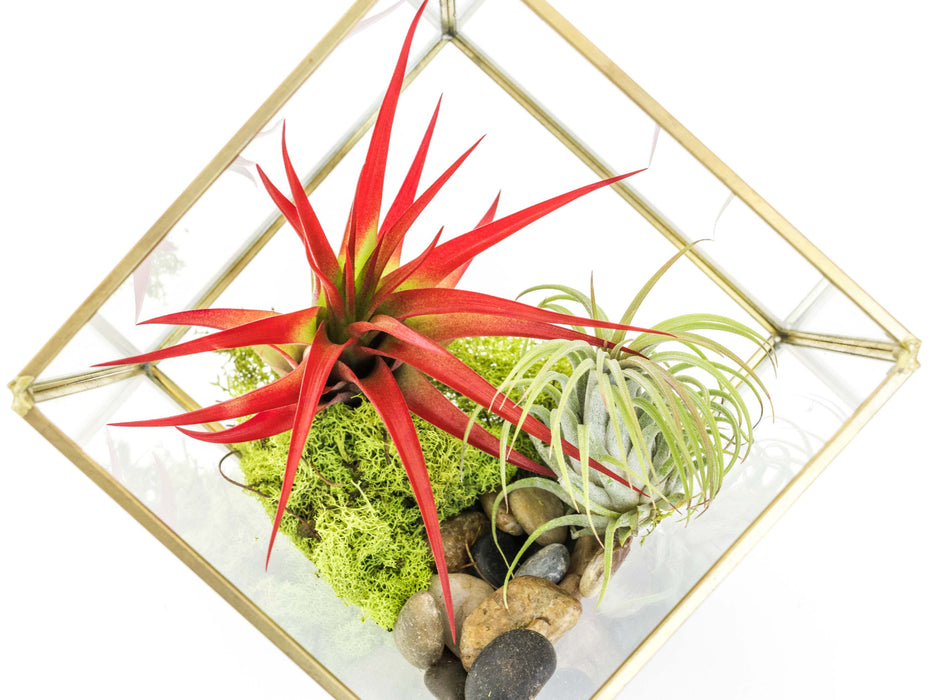 Heptahedron Geometric Glass Terrariums - Set of 2 - with Tillandsia Red Abdita, Ionantha and Small Xerographica