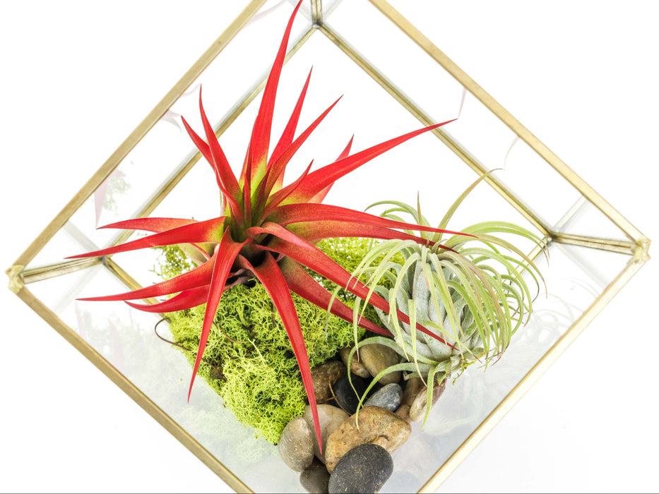 Heptahedron Geometric Glass Terrarium with Tillandsia Red Abdita and Ionantha Air Plants
