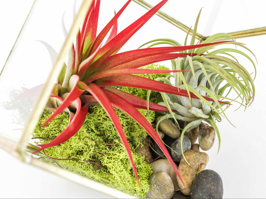 Heptahedron Geometric Glass Terrarium with Tillandsia Red Abdita and Ionantha Air Plants