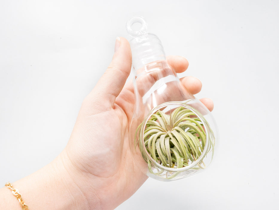 Hanging Light Bulb Terrarium with Flat Bottom