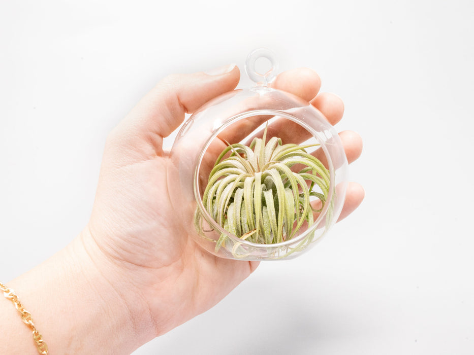 Mini Hanging Flat Bottom Glass Terrarium
