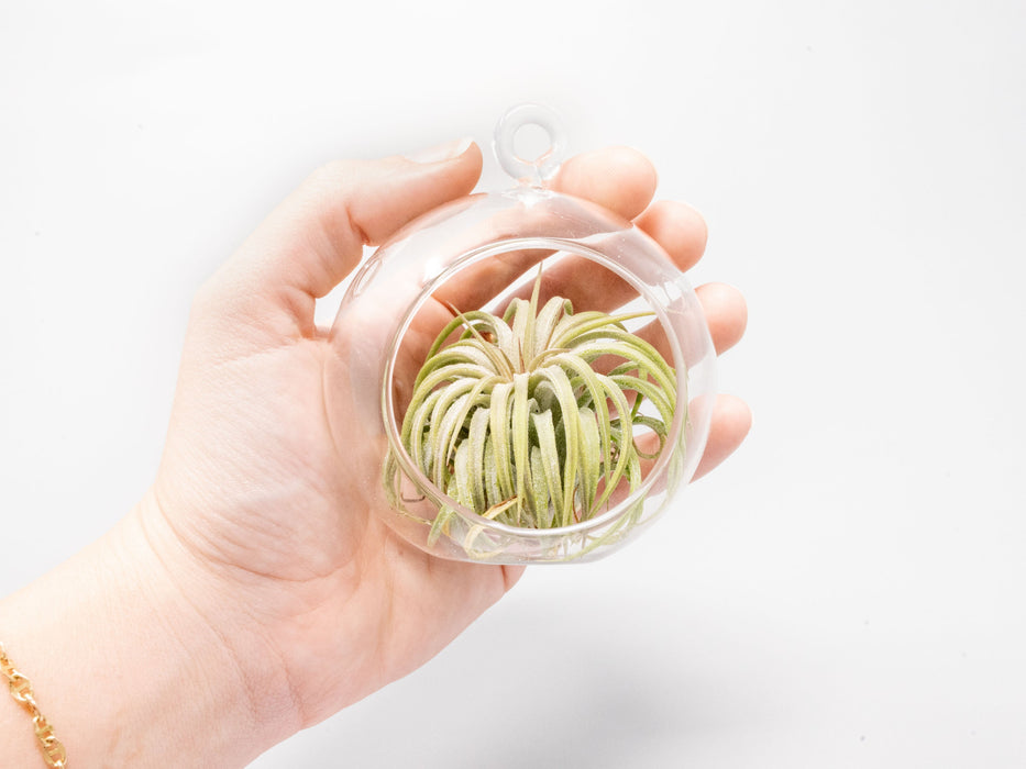 Mini Hanging Flat Bottom Beach Terrariums with White or Black Sand