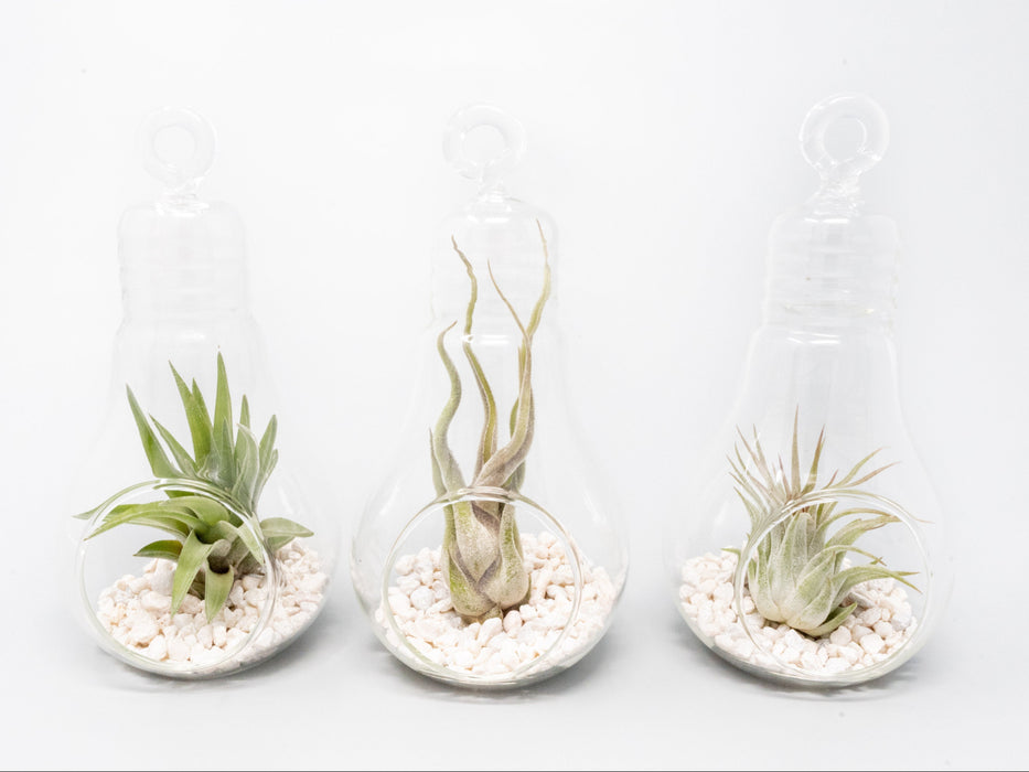 Hanging Light Bulb Terrarium with Crushed White Stones and Tillandsia Air Plant
