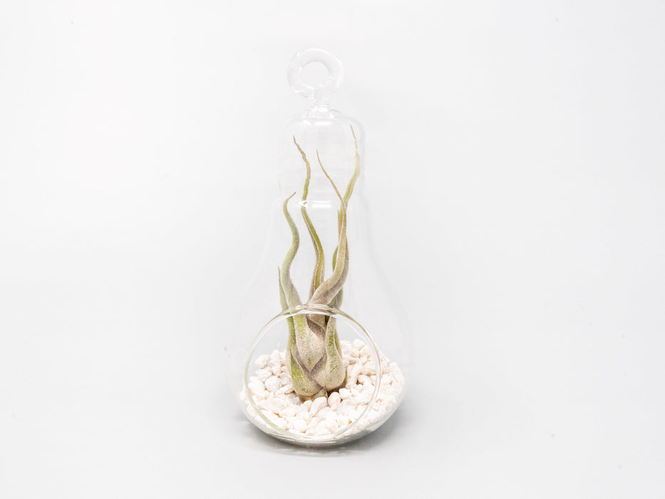 Hanging Light Bulb Terrarium with Crushed White Stones and Tillandsia Air Plant