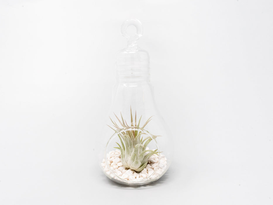 Hanging Light Bulb Terrarium with Crushed White Stones and Tillandsia Air Plant