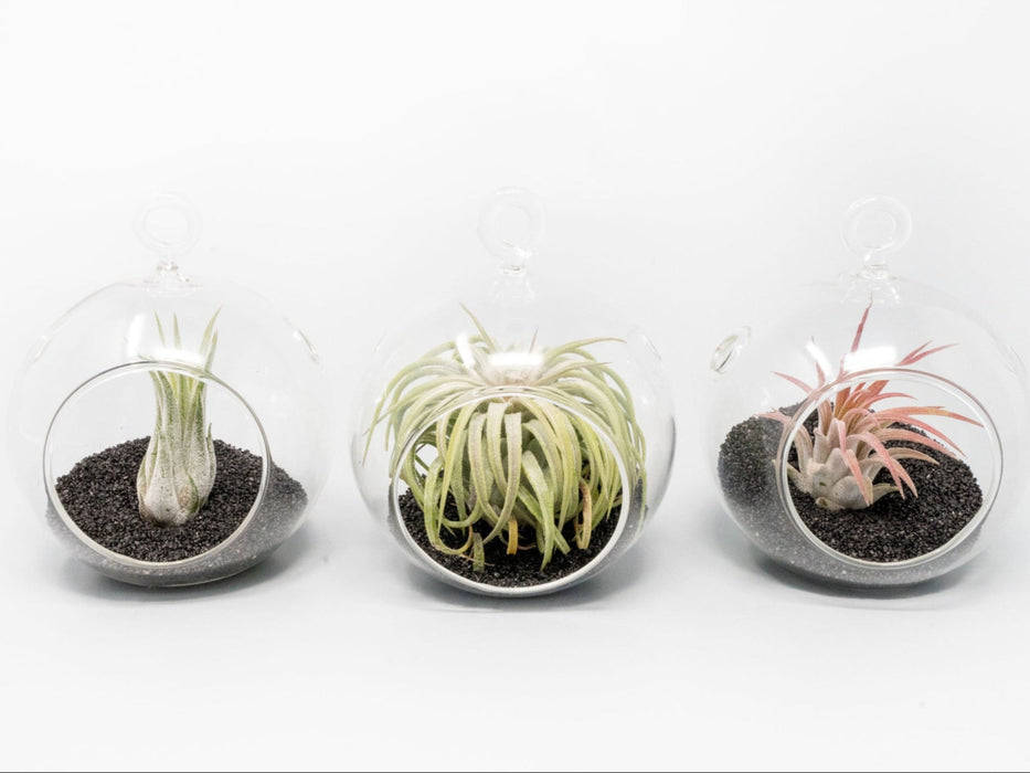 Mini Hanging Flat Bottom Beach Terrariums with White or Black Sand