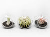 Mini Hanging Flat Bottom Beach Terrariums with White or Black Sand