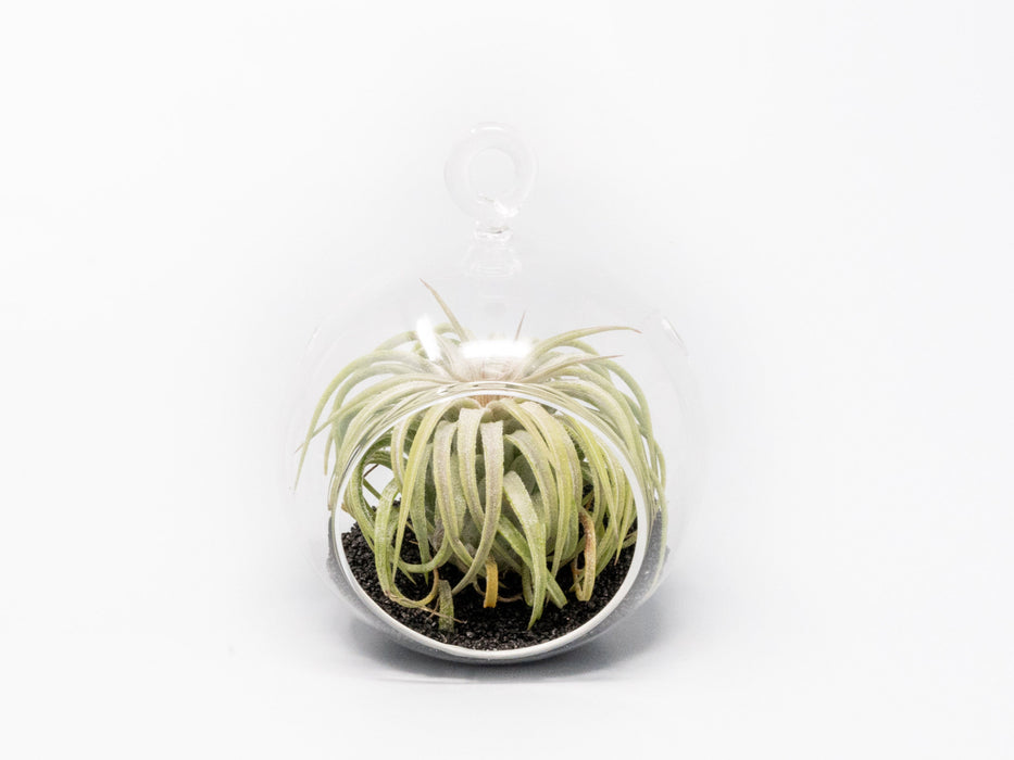 Mini Hanging Flat Bottom Beach Terrariums with White or Black Sand
