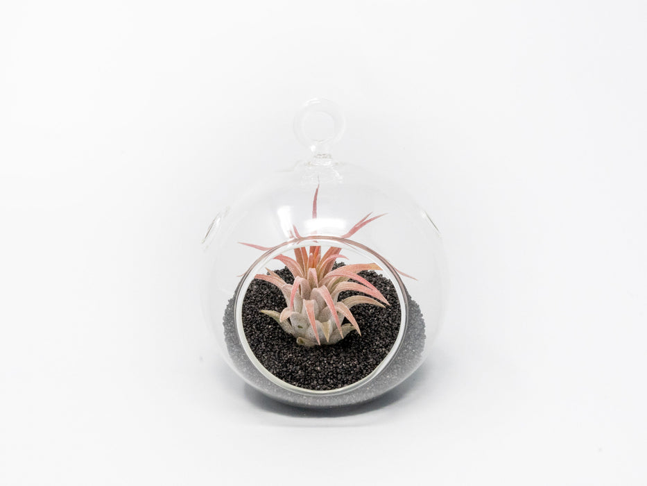 Mini Hanging Flat Bottom Beach Terrariums with White or Black Sand