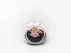 Mini Hanging Flat Bottom Beach Terrariums with White or Black Sand