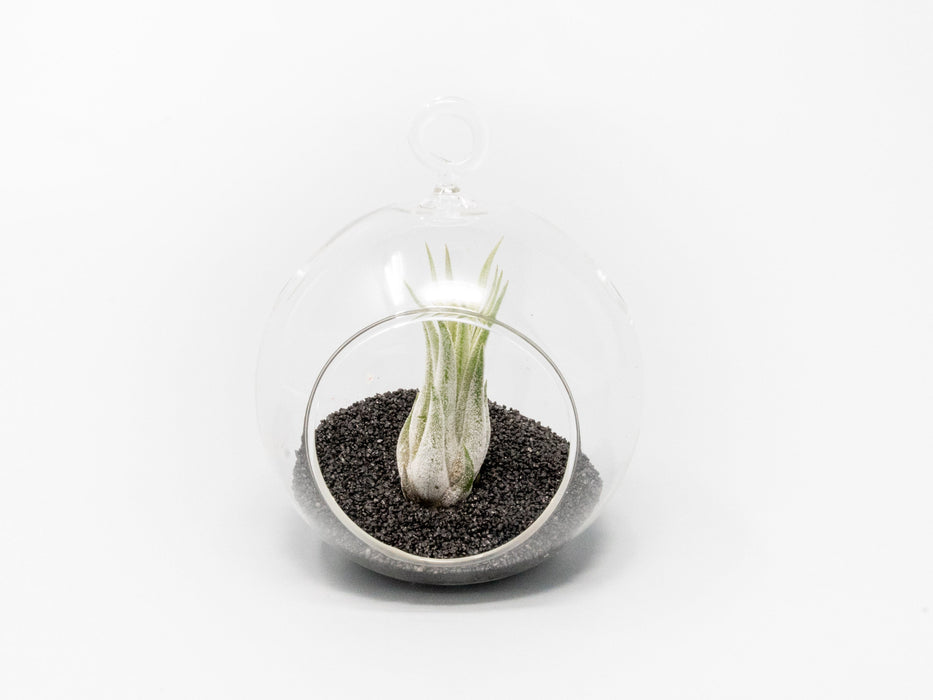 Mini Hanging Flat Bottom Beach Terrariums with White or Black Sand