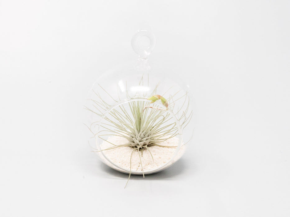Mini Hanging Flat Bottom Beach Terrariums with White or Black Sand