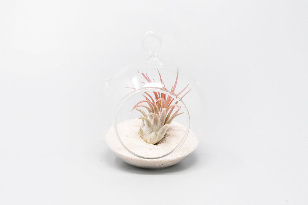 Mini Hanging Flat Bottom Beach Terrariums with White or Black Sand