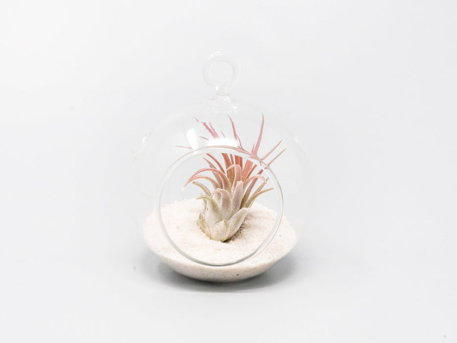 Mini Hanging Flat Bottom Beach Terrariums with White or Black Sand