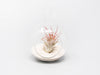 Mini Hanging Flat Bottom Beach Terrariums with White or Black Sand