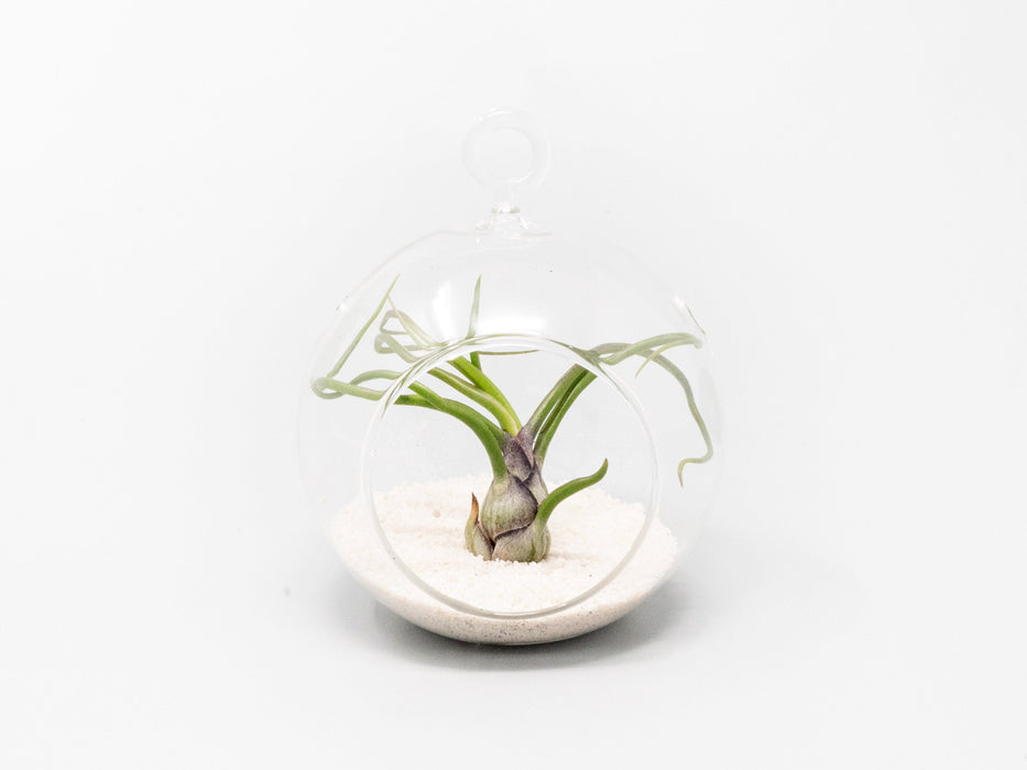 Mini Hanging Flat Bottom Beach Terrariums with White or Black Sand