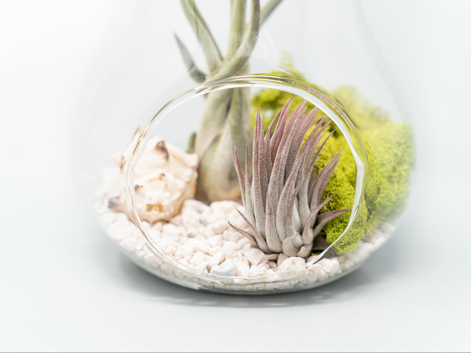 Pear Terrarium with Pebble Kit and Tillandsia Air Plants